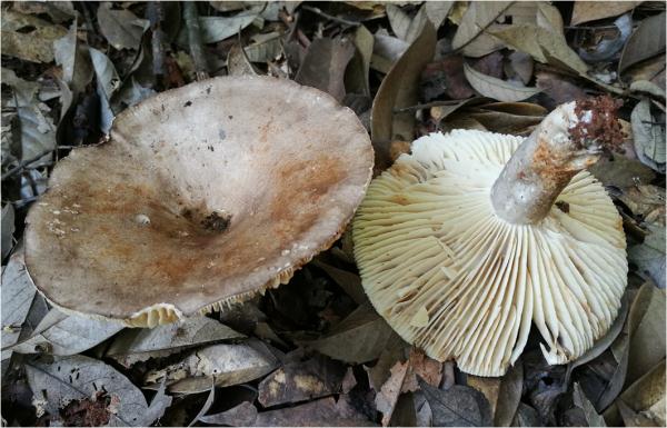 紧急提醒：不要吃！台州一对夫妻险丧命