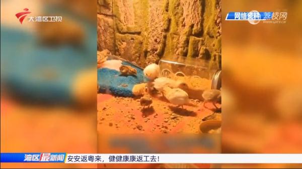 新晋宠物“小小鸡”走红，每天可以定时“收鸡蛋”？专家不提倡