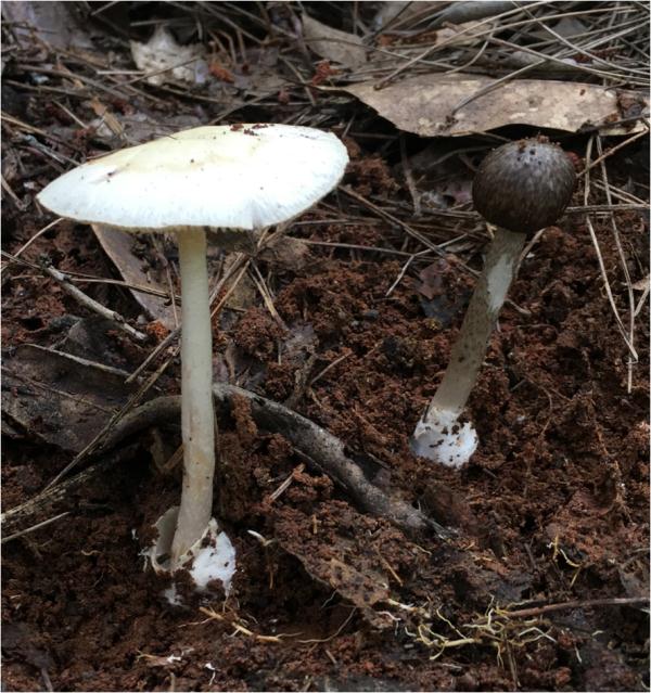 紧急提醒：不要吃！台州一对夫妻险丧命