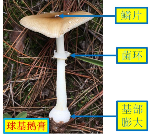 紧急提醒：不要吃！台州一对夫妻险丧命