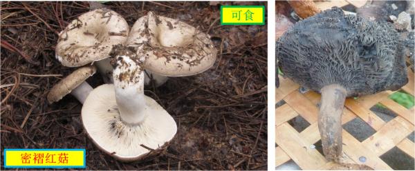 紧急提醒：不要吃！台州一对夫妻险丧命