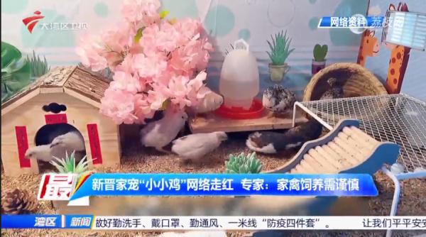 新晋宠物“小小鸡”走红，每天可以定时“收鸡蛋”？专家不提倡