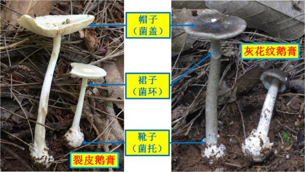 紧急提醒：不要吃！台州一对夫妻险丧命