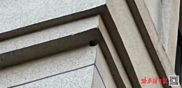 太拼了！啄木鸟把道里区一居民楼外墙啄出洞，专家这样说……
