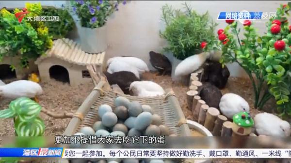 新晋宠物“小小鸡”走红，每天可以定时“收鸡蛋”？专家不提倡