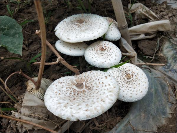 紧急提醒：不要吃！台州一对夫妻险丧命