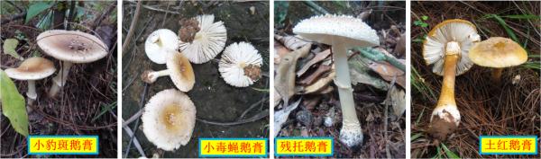 紧急提醒：不要吃！台州一对夫妻险丧命