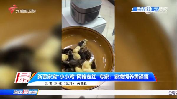 新晋宠物“小小鸡”走红，每天可以定时“收鸡蛋”？专家不提倡