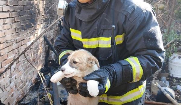 大狗在火场徘徊，消防员看懂后，救出一条小生命