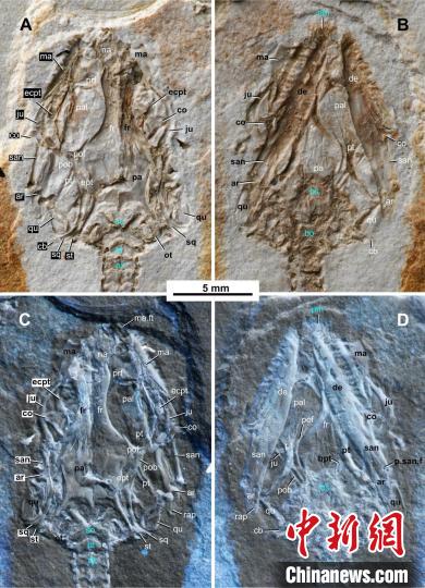 中国莫旗动物群首次发现1.2亿年前有鳞类“美丽莫旗蜥”化石 中国莫旗动物群首次发现1.2亿年前有鳞类“美丽莫旗蜥”化石