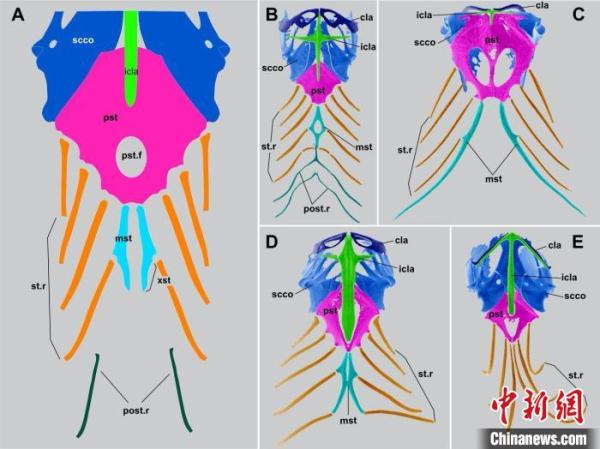 中国莫旗动物群首次发现1.2亿年前有鳞类“美丽莫旗蜥”化石 中国莫旗动物群首次发现1.2亿年前有鳞类“美丽莫旗蜥”化石