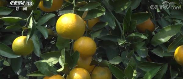 在希望的田野上 | 湖北当阳35万亩柑橘迎丰收 在希望的田野上 | 湖北当阳35万亩柑橘迎丰收