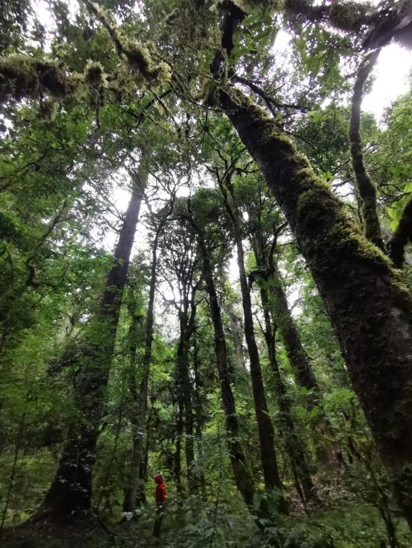 83.4米!如何为“中国第一高树”云南黄果冷杉量身高 83.4米!如何为“中国第一高树”云南黄果冷杉量身高