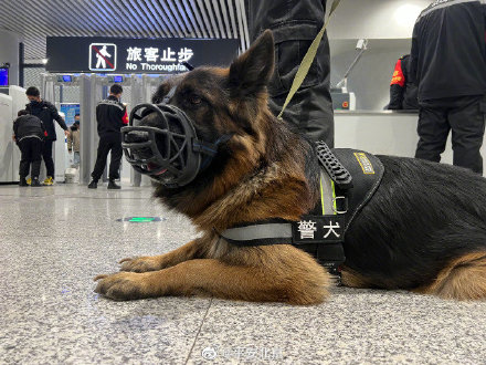 原来办狗证还需要采集鼻纹