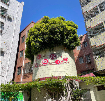 白云萧岗村有颗巨型“盆景”？竟是废旧水塔内长出的参天大榕树