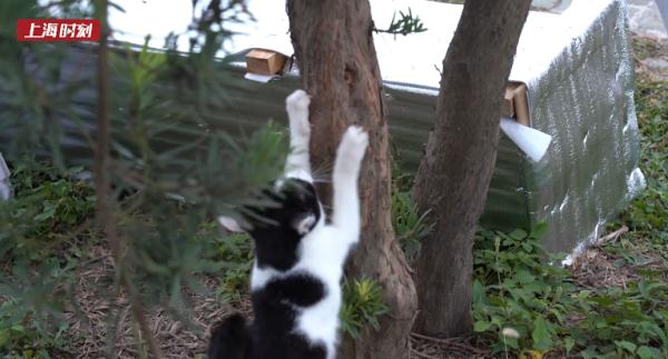上海也有“猫岛”了？开门一个多月，已接收流浪猫超百只