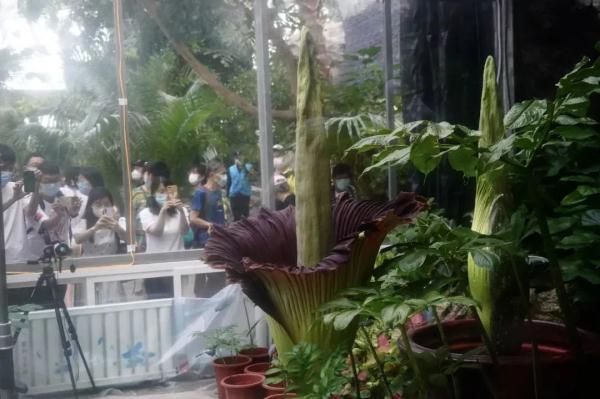 “世界上最臭的花”结果实了！网友：看起来很好吃