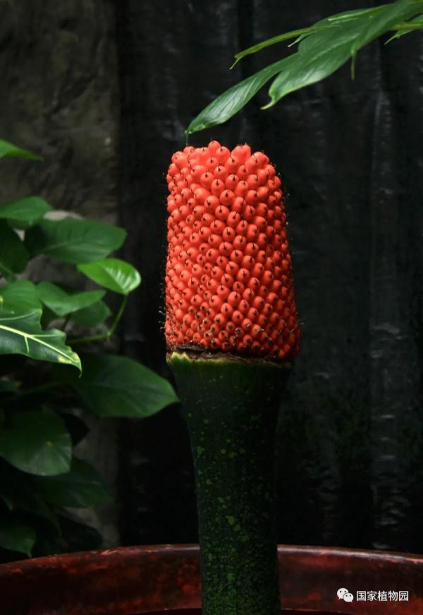 “世界上最臭的花”结果实了！网友：看起来很好吃