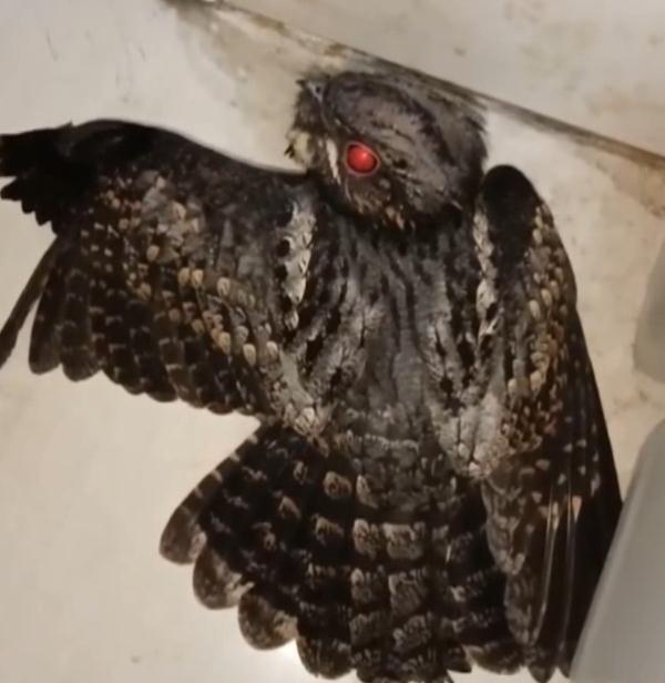 理发店飞来一只“小可爱”!竟是国家二级保护动物 理发店飞来一只“小可爱”!竟是国家二级保护动物