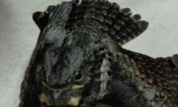 理发店飞来一只“小可爱”!竟是国家二级保护动物 理发店飞来一只“小可爱”!竟是国家二级保护动物