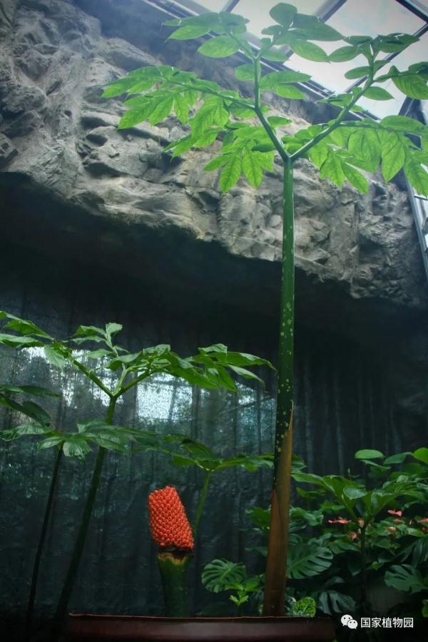 “世界上最臭的花”结果实了！网友：看起来很好吃