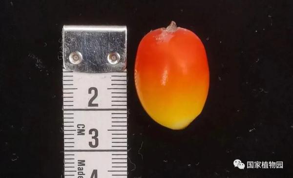 “世界上最臭的花”结果实了！网友：看起来很好吃