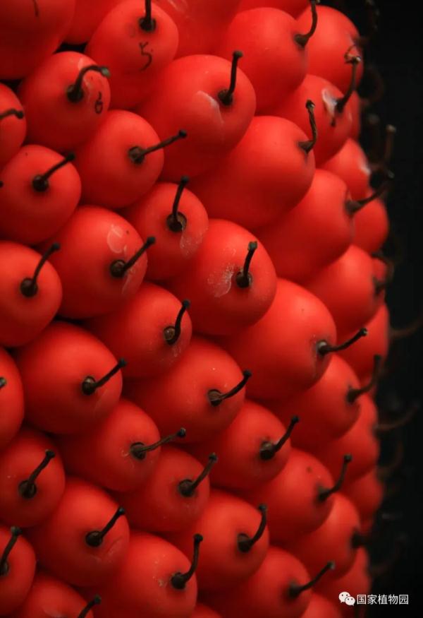 “世界上最臭的花”结果实了！网友：看起来很好吃