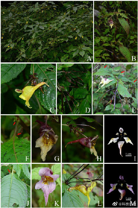 武汉植物园发现3个凤仙花属新植物 武汉植物园发现3个凤仙花属新植物