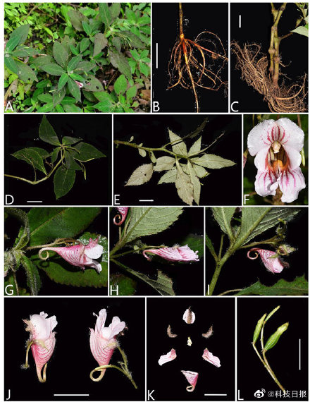 武汉植物园发现3个凤仙花属新植物 武汉植物园发现3个凤仙花属新植物