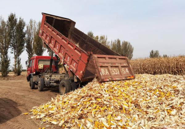 “粮”成美景 &nbsp;“北方粮仓”内蒙古秋收进度已超八成