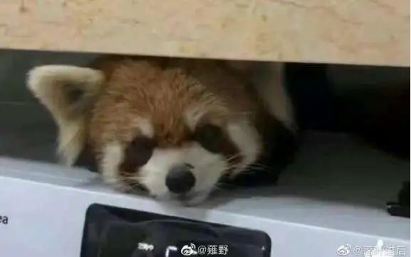 这“熊孩子”太可爱了！小熊猫“越狱”溜进云大宿舍，昆明动物园：出逃原因正在排查