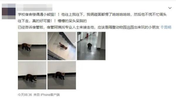 这“熊孩子”太可爱了！小熊猫“越狱”溜进云大宿舍，昆明动物园：出逃原因正在排查