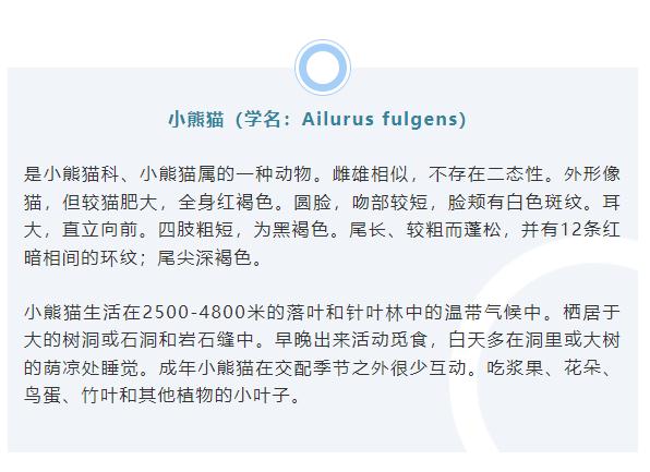 这“熊孩子”太可爱了！小熊猫“越狱”溜进云大宿舍，昆明动物园：出逃原因正在排查