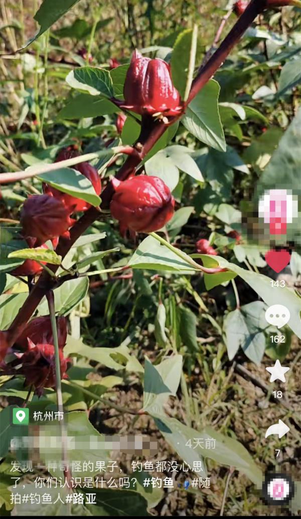路边发现神秘野果，已“销声匿迹”多年！网友：浑身都是宝
