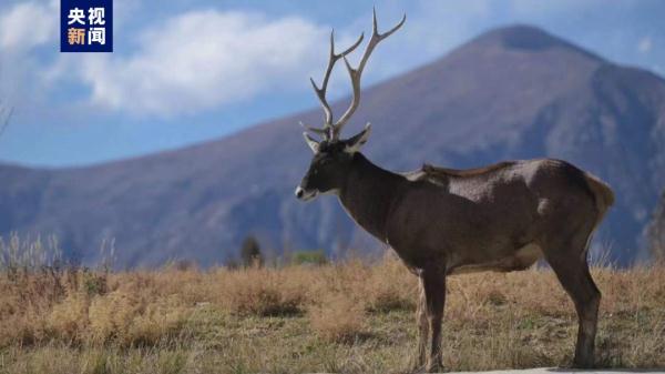 西藏拉萨河畔出现国家一级保护动物白唇鹿