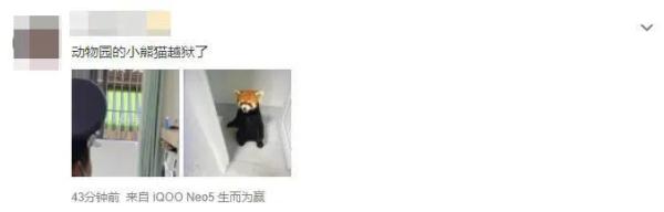 这“熊孩子”太可爱了！小熊猫“越狱”溜进云大宿舍，昆明动物园：出逃原因正在排查