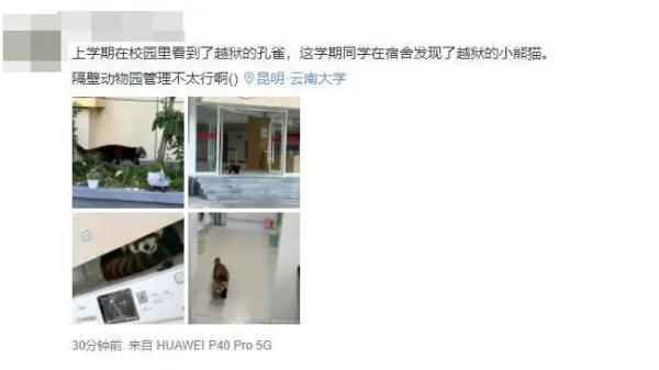 这“熊孩子”太可爱了！小熊猫“越狱”溜进云大宿舍，昆明动物园：出逃原因正在排查