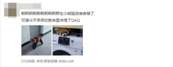 这“熊孩子”太可爱了！小熊猫“越狱”溜进云大宿舍，昆明动物园：出逃原因正在排查