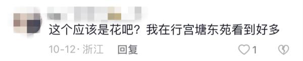 路边发现神秘野果，已“销声匿迹”多年！网友：浑身都是宝