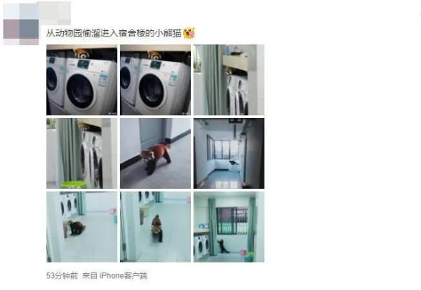 这“熊孩子”太可爱了！小熊猫“越狱”溜进云大宿舍，昆明动物园：出逃原因正在排查