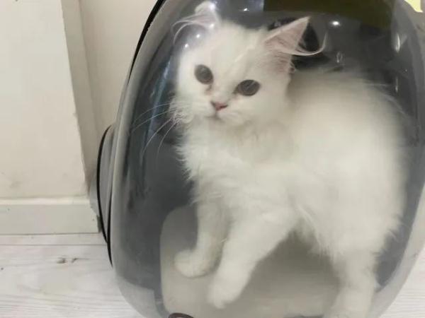 “我肿瘤晚期，只能送它来打工！”这个遗弃猫咪的人，让网友破防