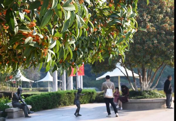 桂花正盛！浙江女子却被“熏”进医院...