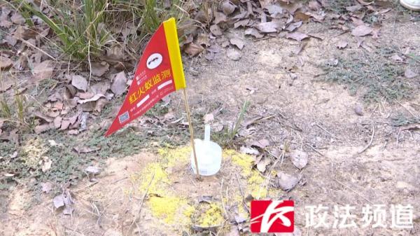 重要提醒！看到这种小土堆，千万别碰！