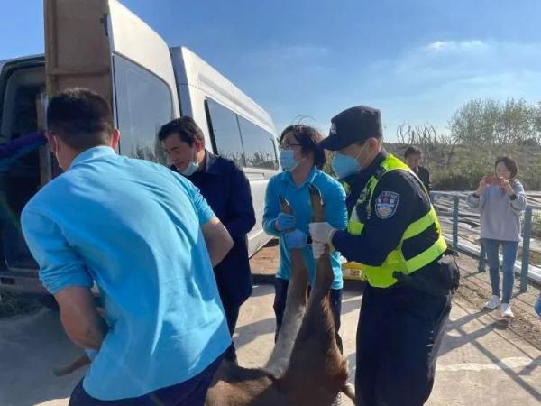 上海一园区惊现梅花鹿，受到惊吓跳入水中…