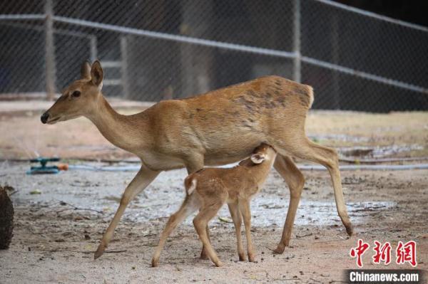 廣州動物園誕生4只