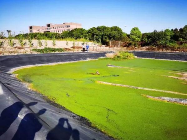 上海一园区惊现梅花鹿，受到惊吓跳入水中…