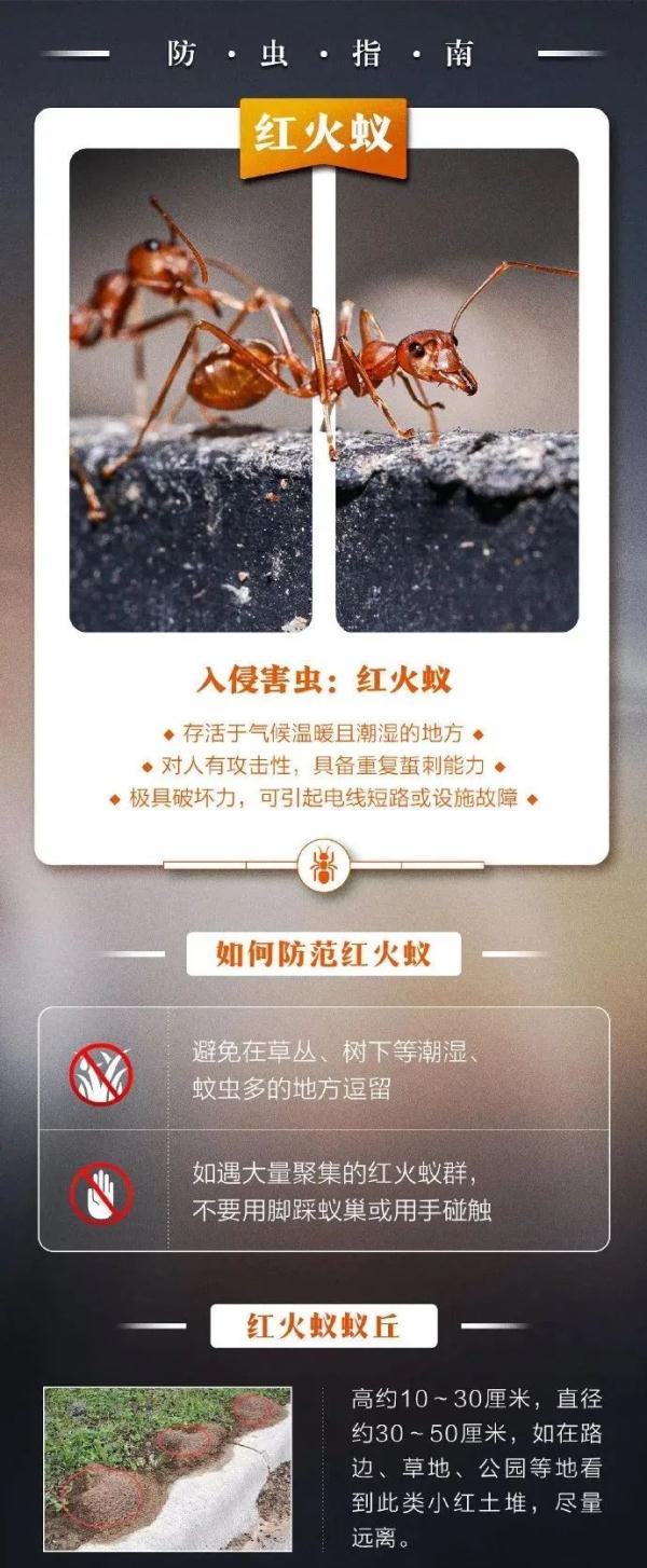 重要提醒！看到这种小土堆，千万别碰！