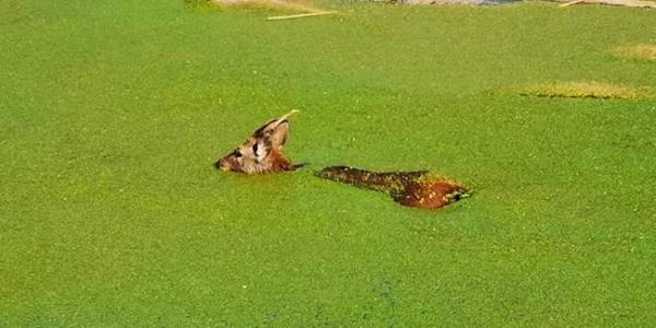 上海一园区惊现梅花鹿，受到惊吓跳入水中…