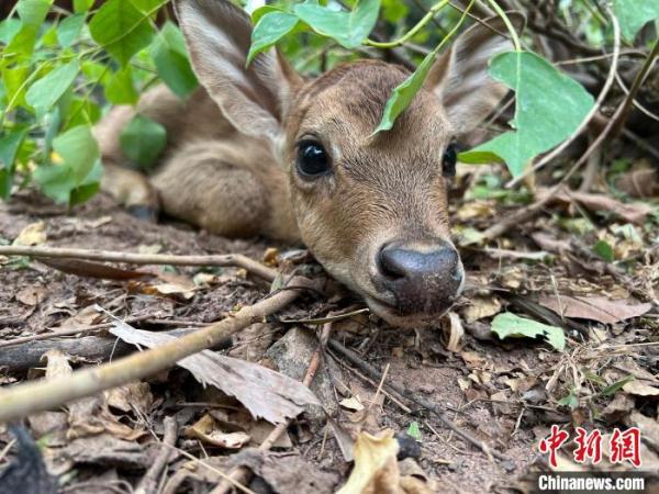 广州动物园诞生4只“稀世之珍”海南坡鹿宝宝 广州动物园诞生4只“稀世之珍”海南坡鹿宝宝