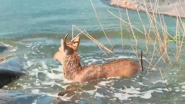 上海一园区惊现梅花鹿，受到惊吓跳入水中…